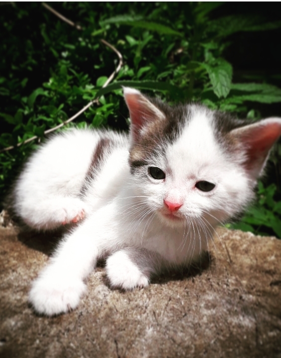 Lovely Kitten ??