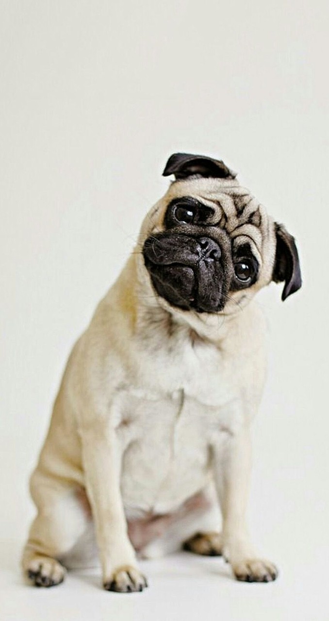 pug