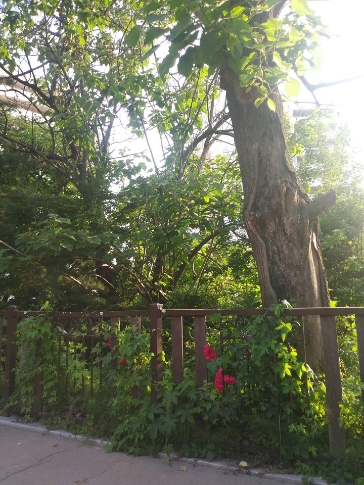 도시안에 작은 자연