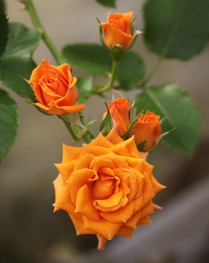 Roses