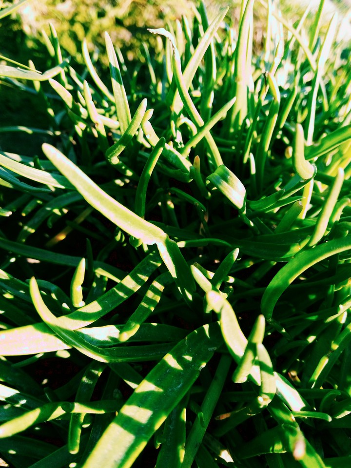 Grass
