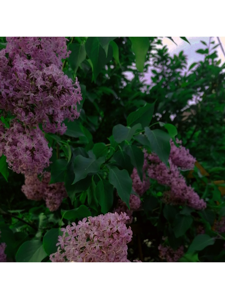 сирень