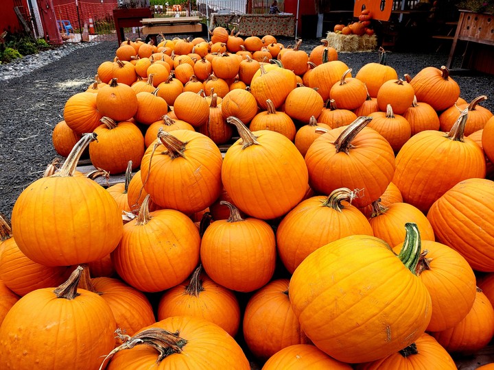 Bed of pumpkins