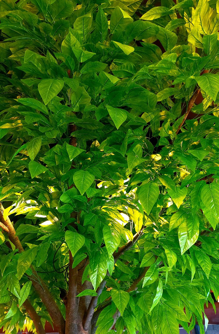 tree