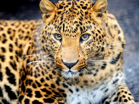 Panther