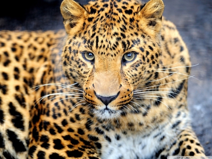 Panther