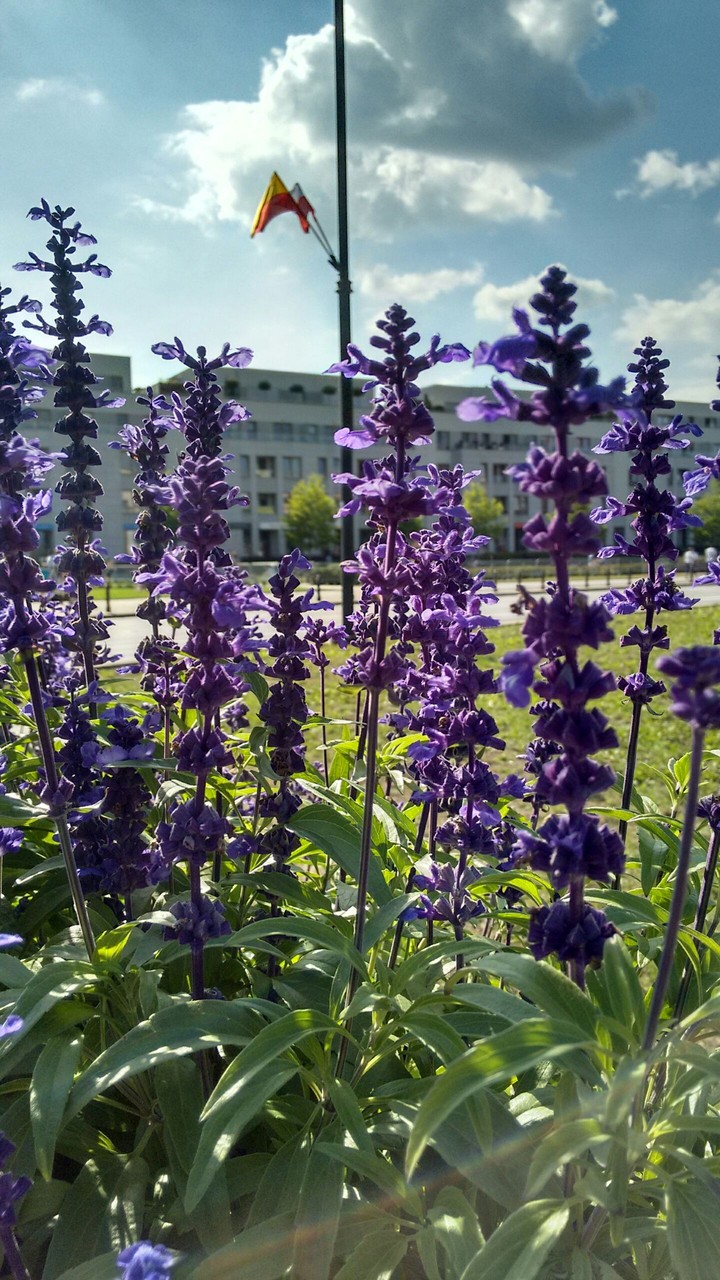 flowers
