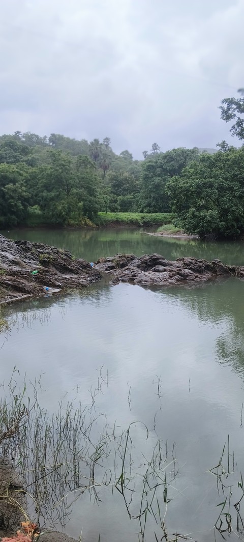 papéis de parede tree, Water