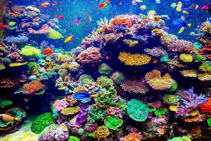 coral reefs