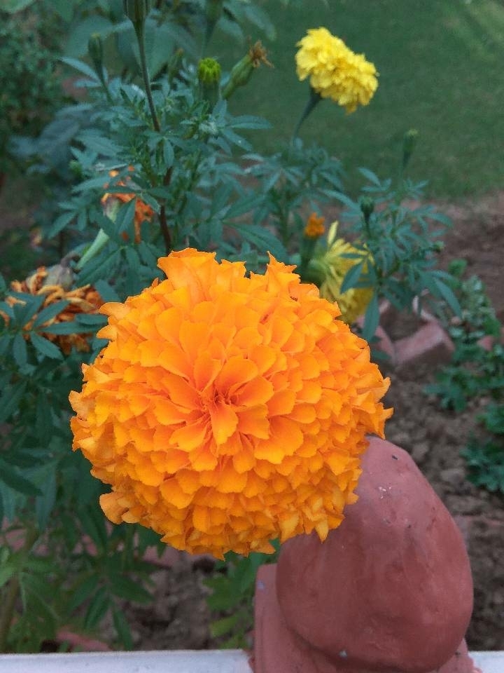 Love for nature
