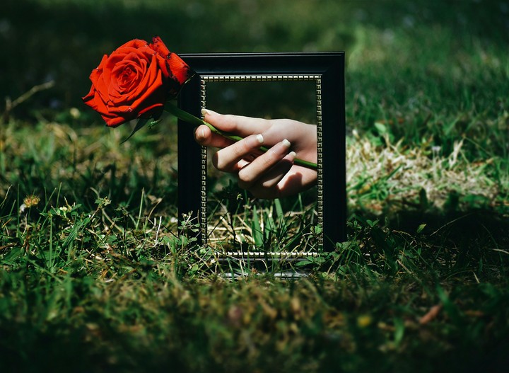 a rose