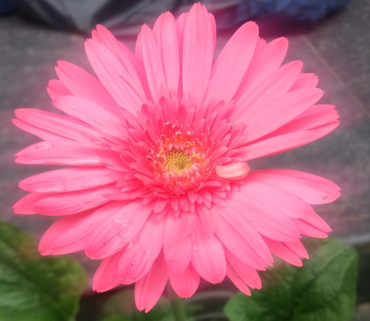 pink flower