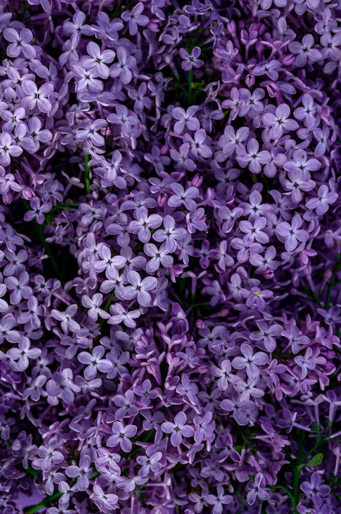 papéis de parede Close-up, purple