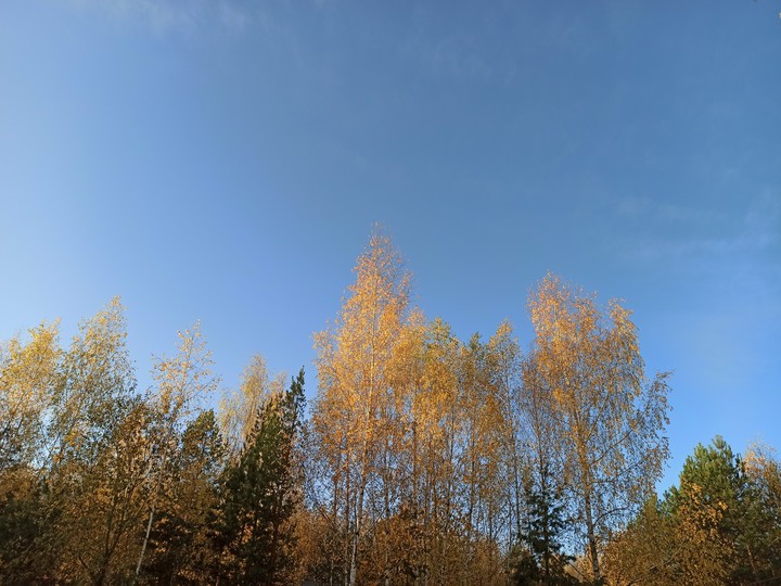 золотые березы