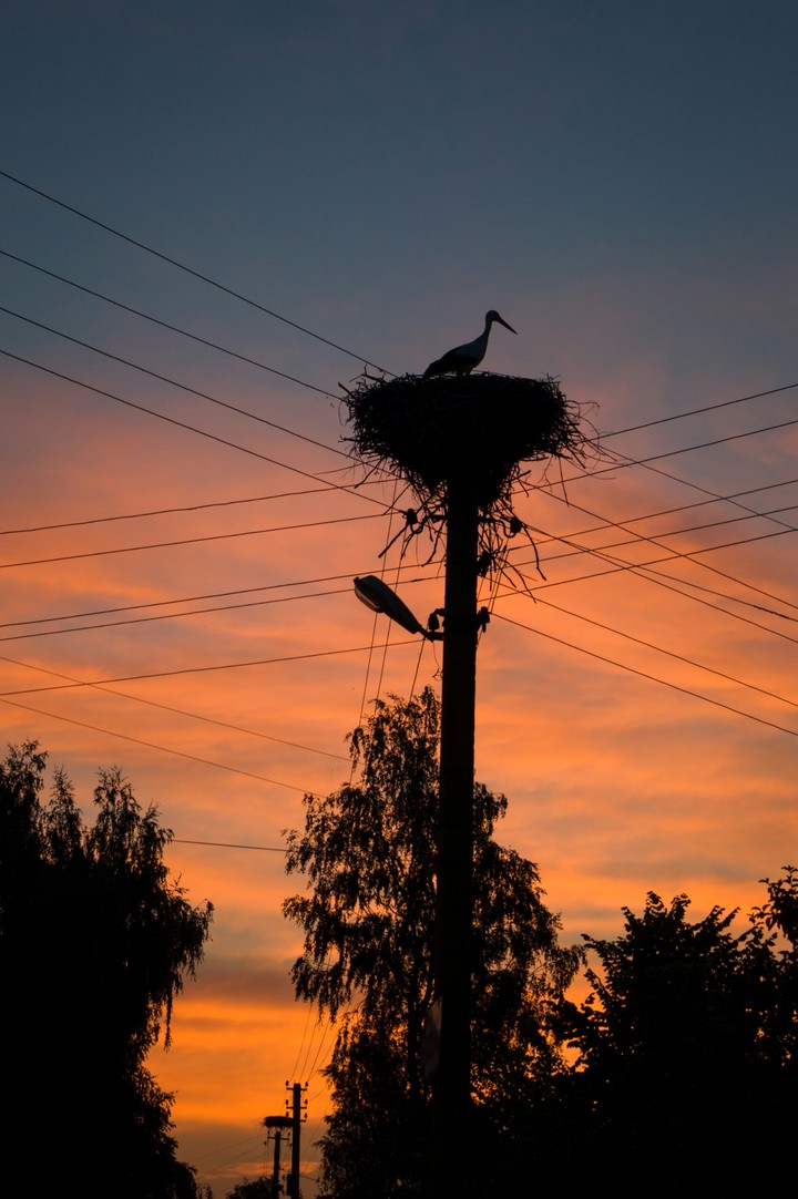 stork