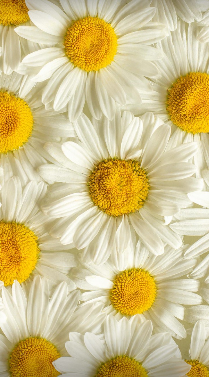 daisy