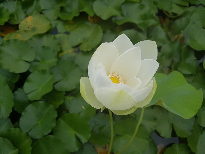 연꽃