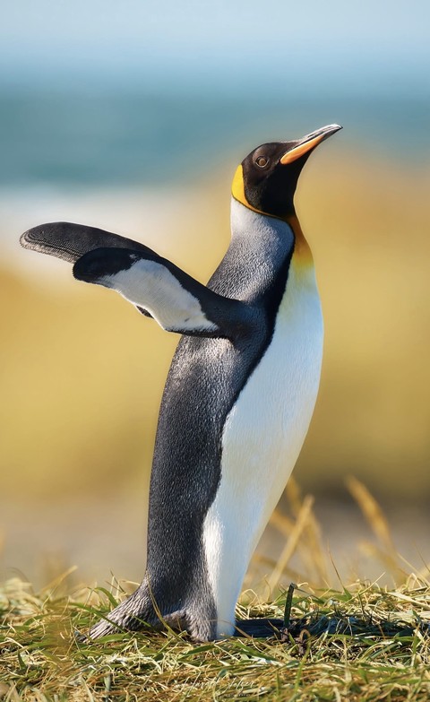 רקעים bird, Penguin