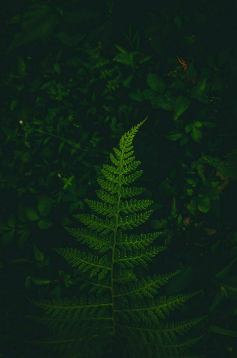 dark