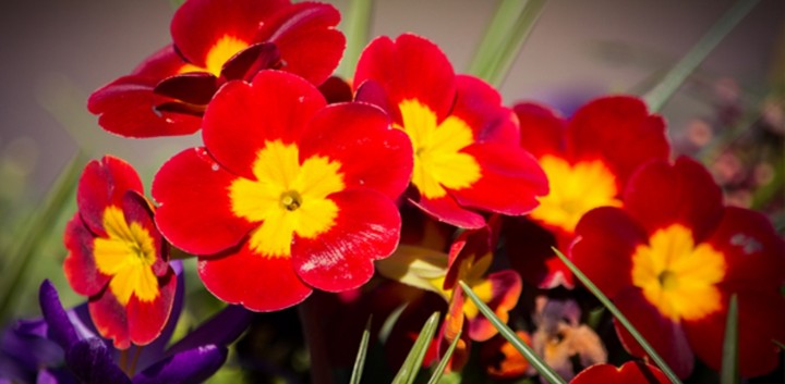 flowers