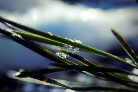 snowflake