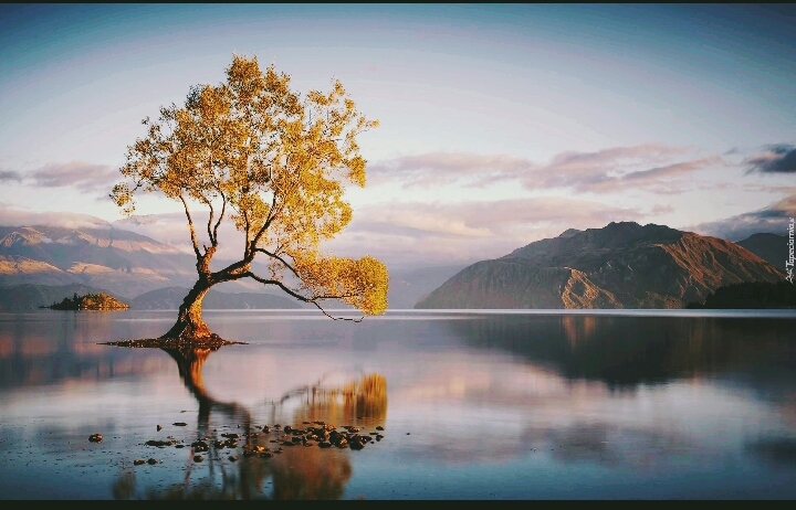 Yellow tree
