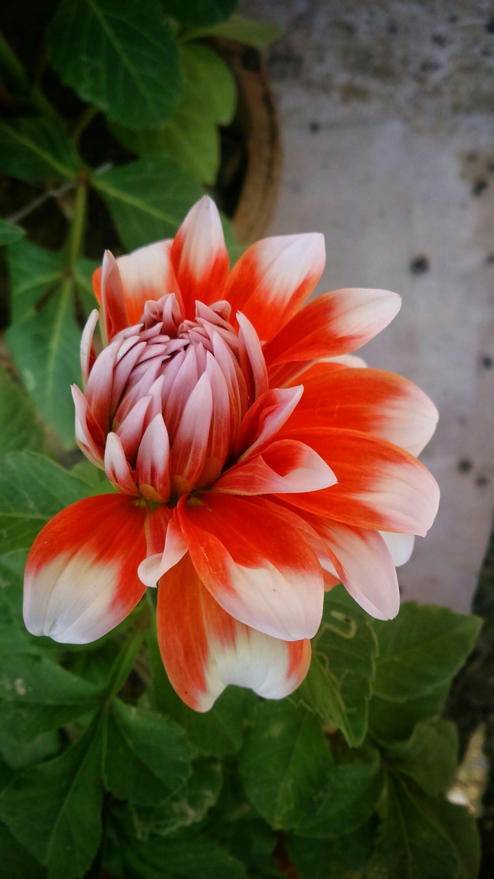 flower....