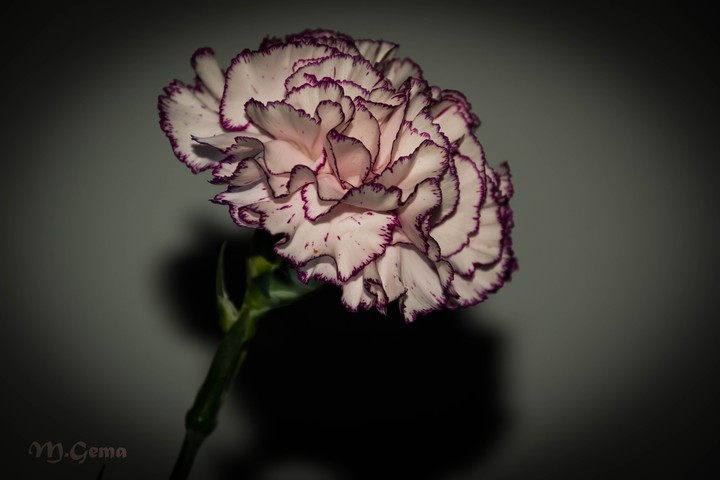 flor