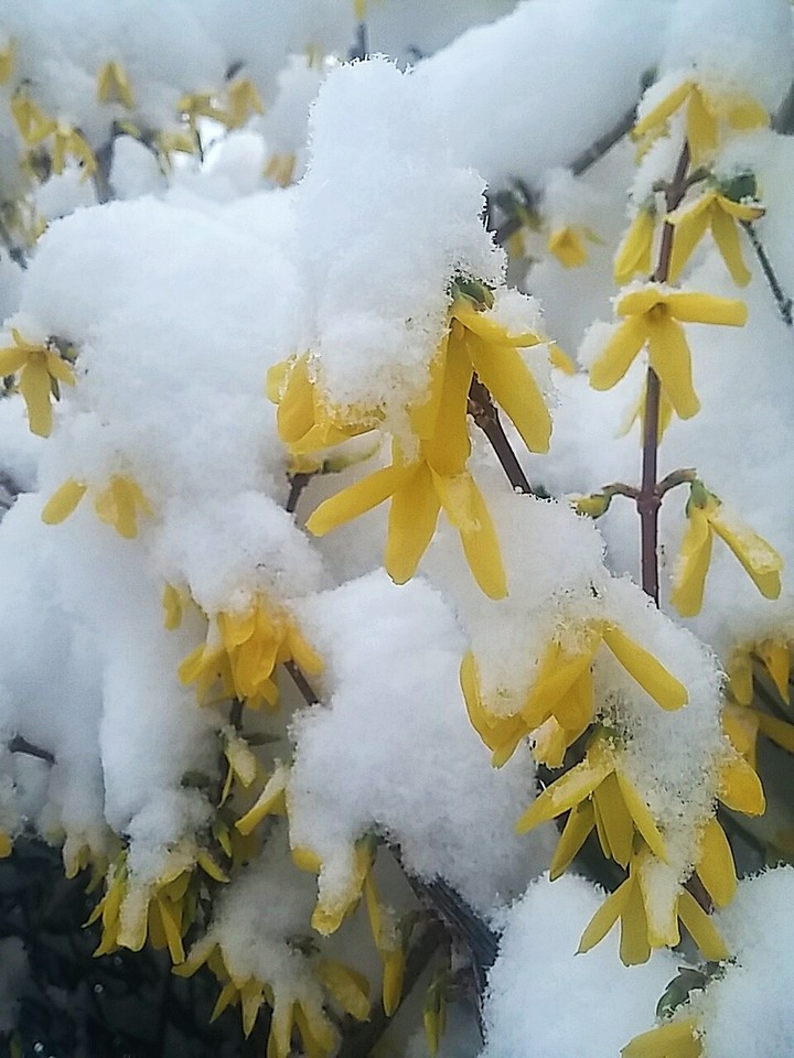 spring&snow