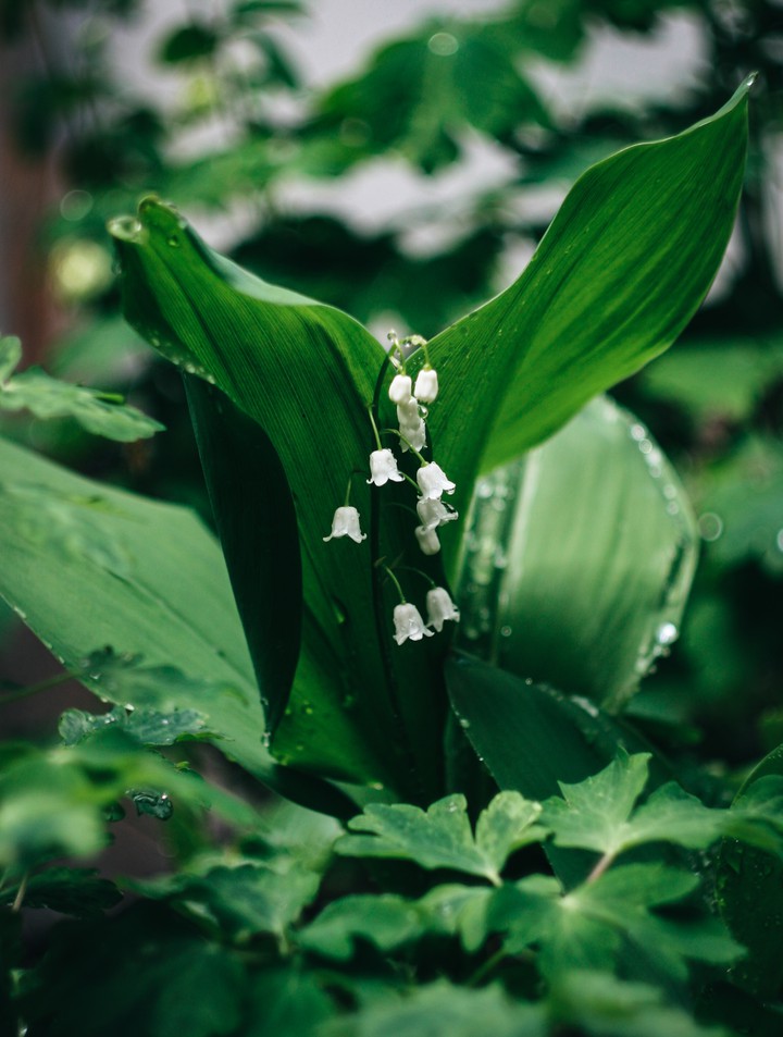 may-lily