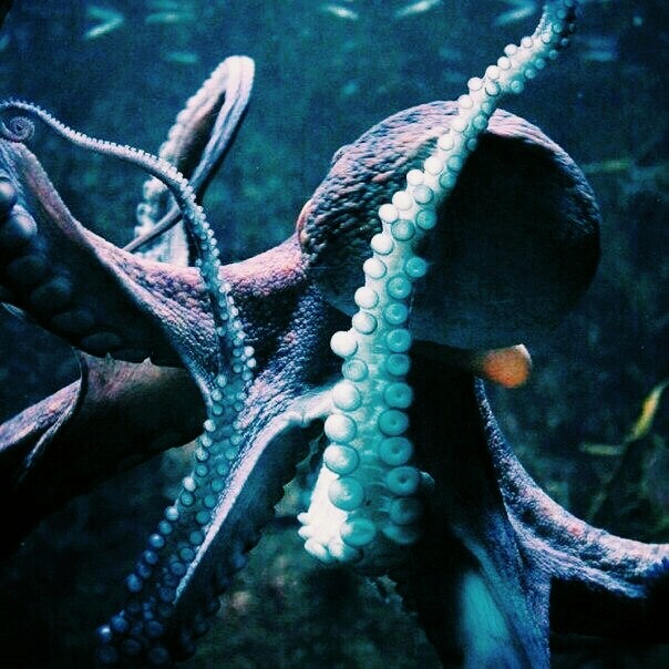 Octopus