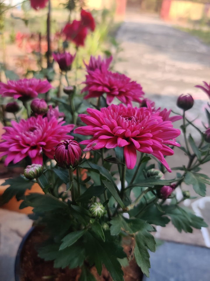 @Flowers