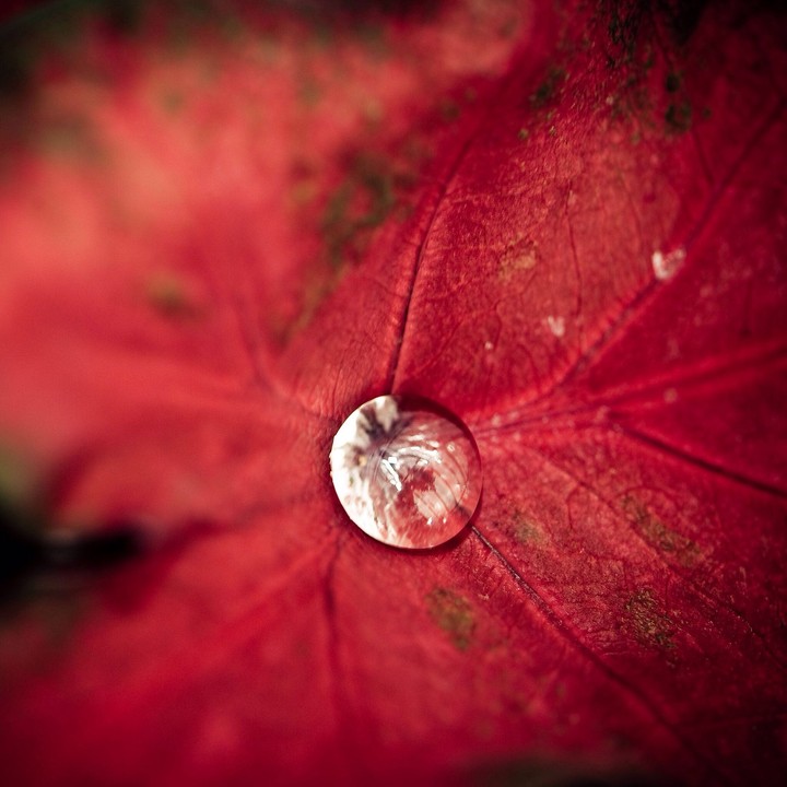 red