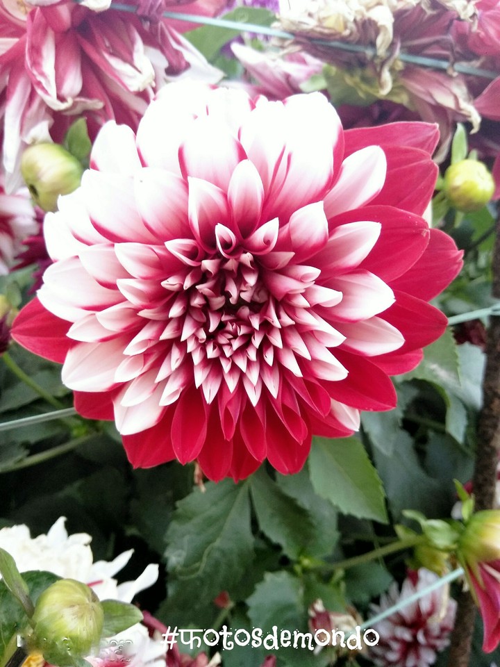the beauty of  flawer