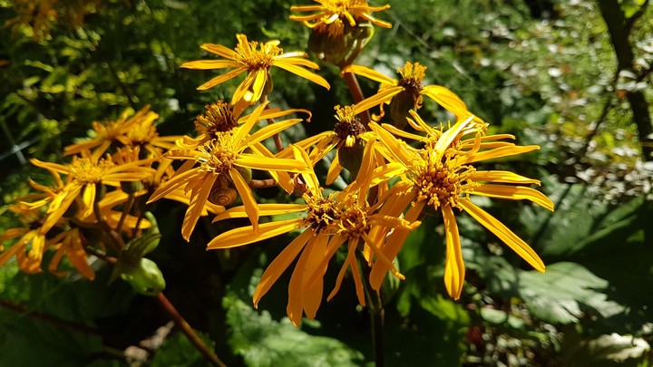 My flowers