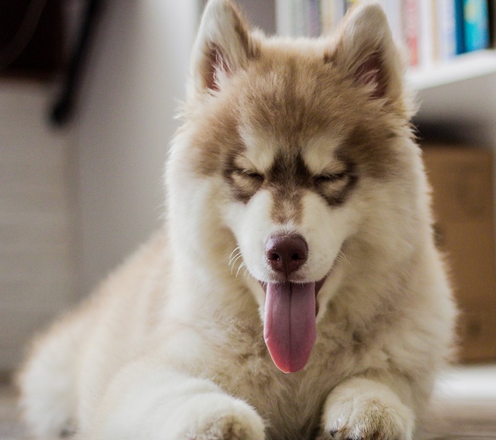 My favorite dog