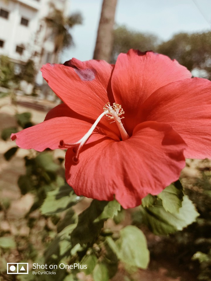 Flower