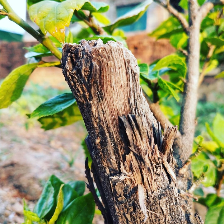 Plant photography