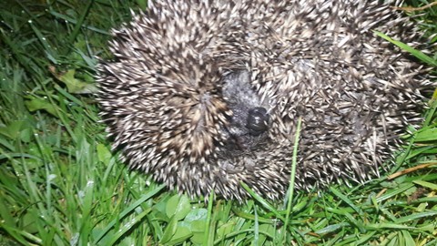 animal