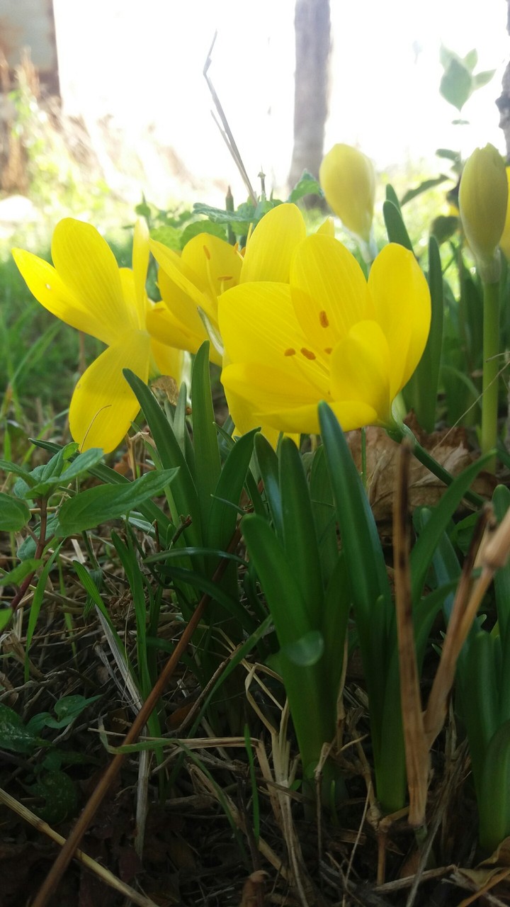 flower