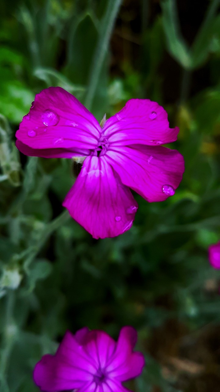 La fleur 2.