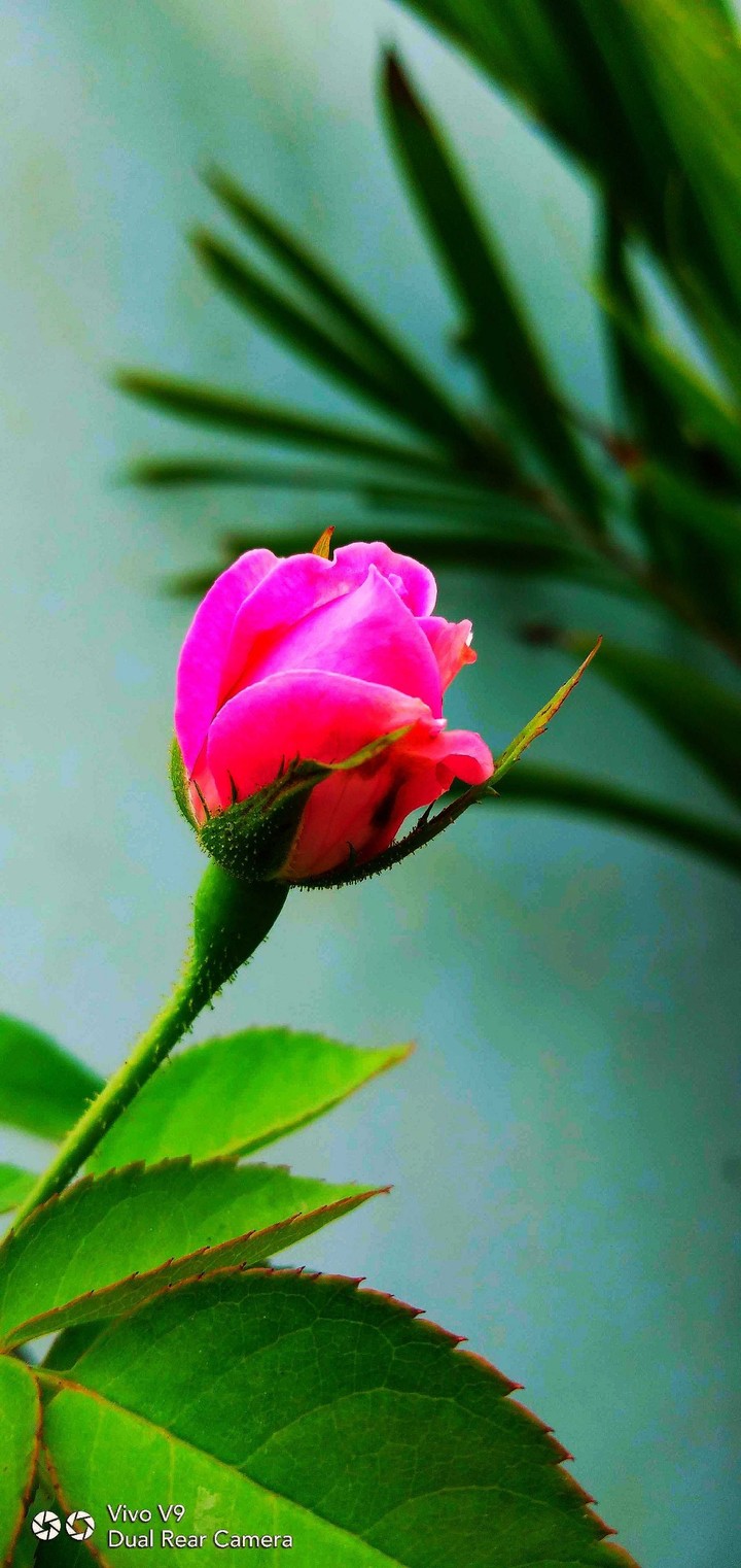 Pink Rose