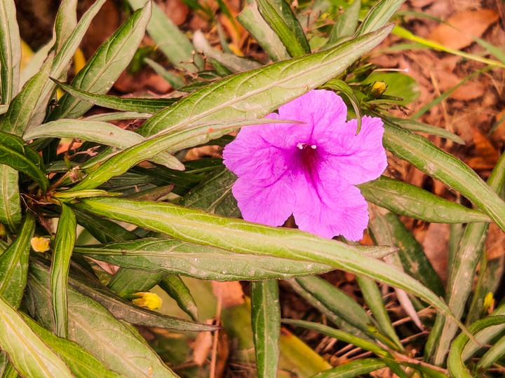 flower