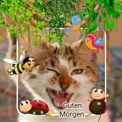 Guten Morgen