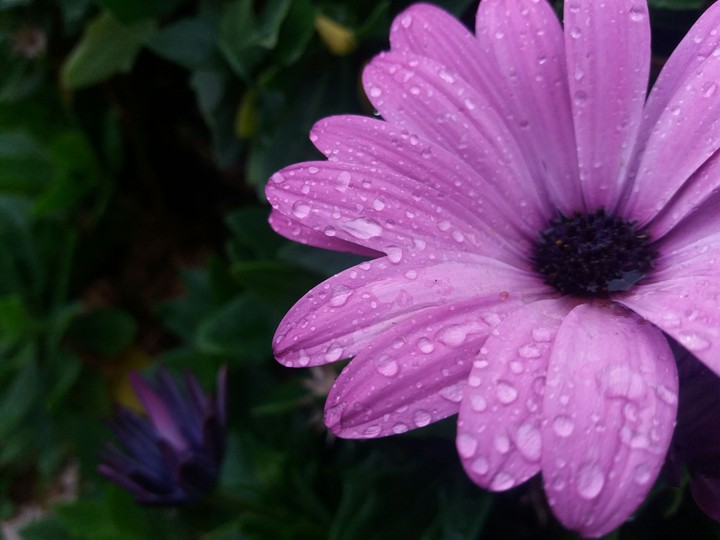 Rainy flower