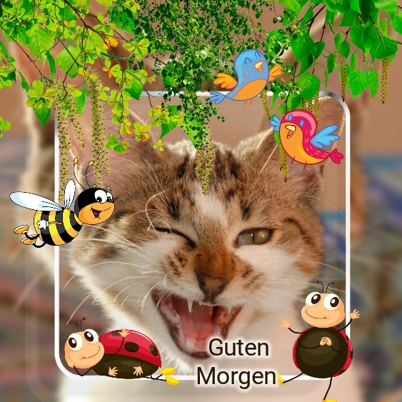 Guten Morgen