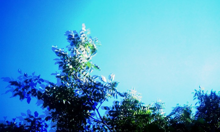 sky and leaves