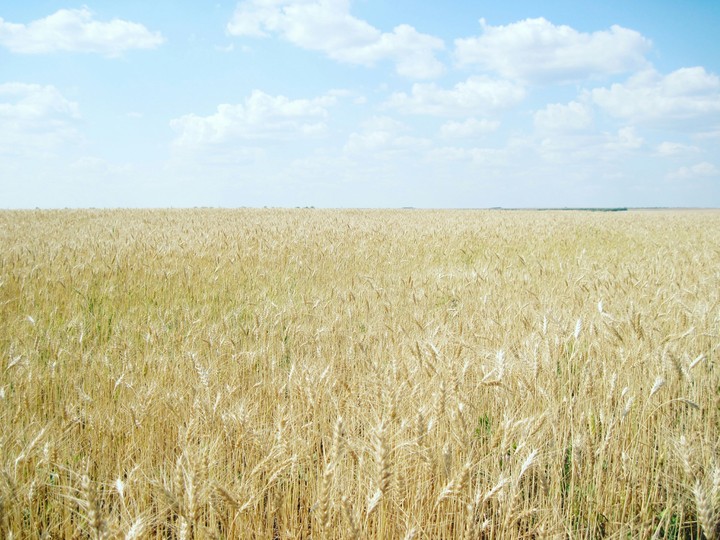 Wheat