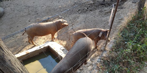 pigs in the morning