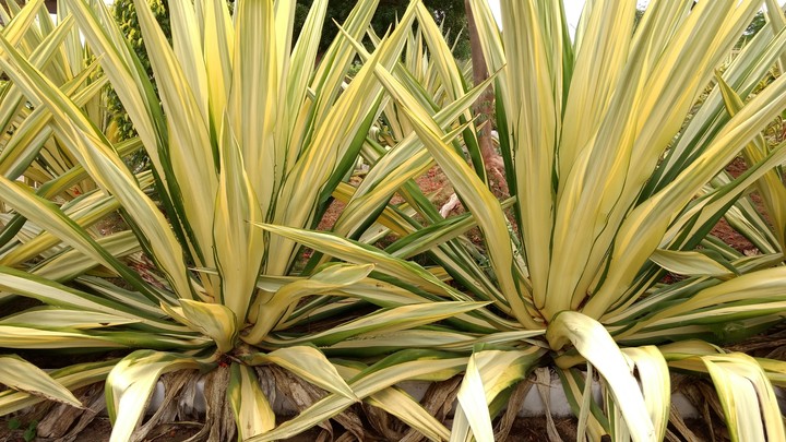 leaves